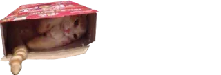 😰 cat, animal, kitten, box, pet telegram sticker