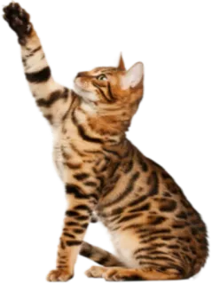 🙂 kucing, binatang, gestur, angkat tangan, lucu, meme telegram sticker