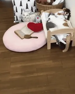 🐱 koty, łóżko, zwierzęta, zwierzęta domowe, spiący, w domu, słodkie telegram sticker