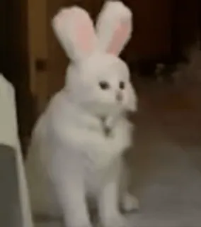 🐇 conejo, conejito, animal, mascota, lindo, pascua telegram sticker