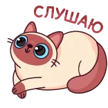 😼