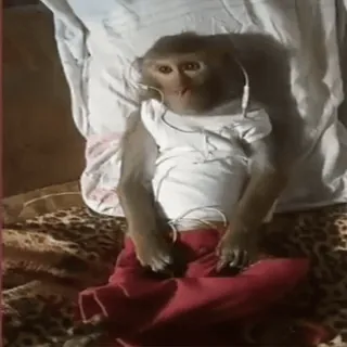 😔 monkey, animal, cute, pet, mammal telegram sticker