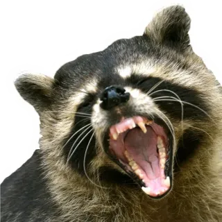 Еноты @stickernayaa telegram stickers