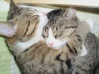 ❤️ gatos, abraçando, animais, afeição, animais domésticos, animais de estimação whatsapp sticker