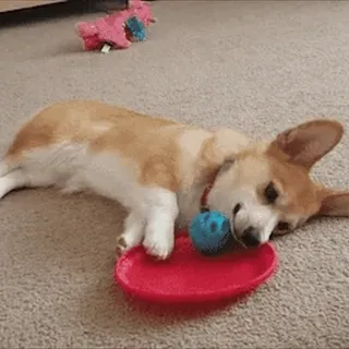 😑 perro, corgi, dormilón, animal, lindo, mascota telegram sticker