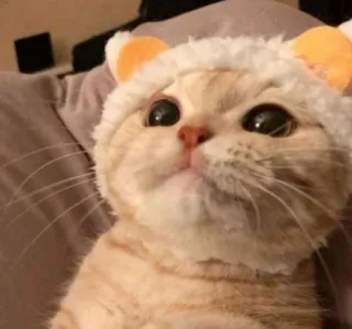 😺 gato, fofo, animal, animal de estimação, chapéu, orelhas whatsapp sticker