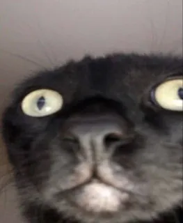🌟 gato, animal, animal de estimação, gato preto, close-up, engraçado, meme telegram sticker