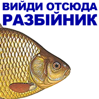 🐠 poisson, animal, nature, mer, pêche whatsapp sticker
