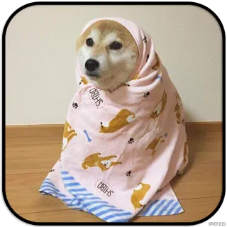 😇 dog, shiba inu, towel, cute, animal telegram sticker