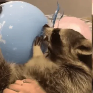 🎈 енот, животное, шарик, милый, питомец telegram sticker