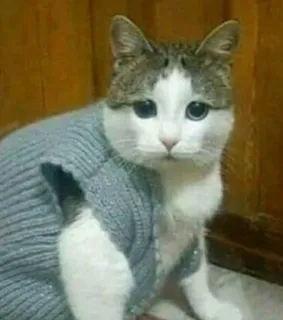 🌟 gatto, animale, animale domestico, maglione, carino, gatto domestico, felino telegram sticker