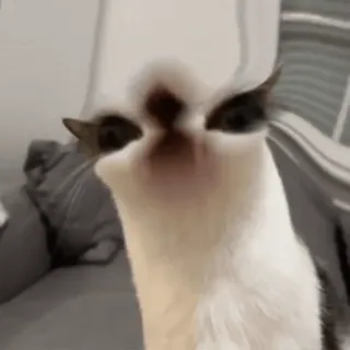 😼 mèo, hài hước, meme, động vật, ngớ ngẩn, dễ thương telegram sticker