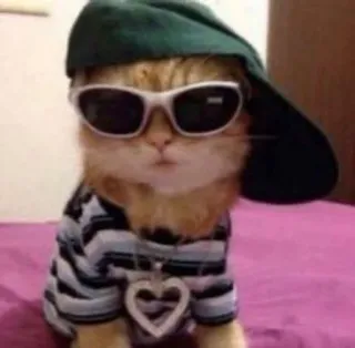 🌟 кот, солнцезащитные очки, шляпа, смешной, милый, животное, питомец telegram sticker