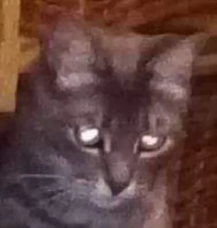 😢 gato, animal, doméstico, animal de estimação, felino telegram sticker