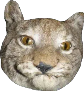 пусич telegram stickers