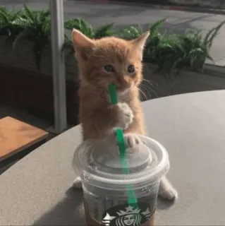 🥤 gatto, gattino, Starbucks, caffè, bevanda, carino, animale telegram sticker