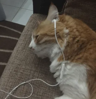 🍥 gato, fones de ouvido, animal de estimação, animal, gato laranja, fone de ouvido telegram sticker