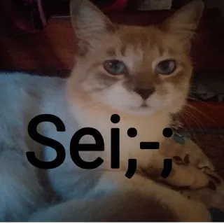 🐈 Sei;-; кот, животное, питомец, милый telegram sticker