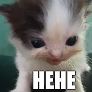 😏 HEHE kätzchen, katze, süß, hehe, meme, tier, haustier telegram sticker