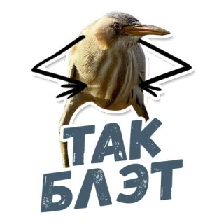 😎 ТАК БЛЭТ 鸟, 动物, 俚语, 俄语 telegram sticker