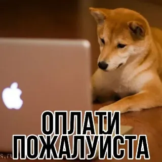 💵 ОПЛАТИ ПОЖАЛУЙСТА dog, shiba inu, laptop, funny, meme whatsapp sticker