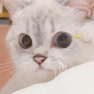 🥺 gato, animal, fofo, animal de estimação, gatinho telegram sticker