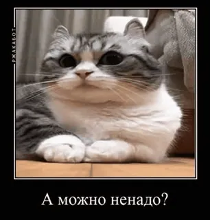 🌟 А можно ненадо? แมว, มีม, รัสเซีย, น่ารัก, สัตว์, ตลก whatsapp sticker