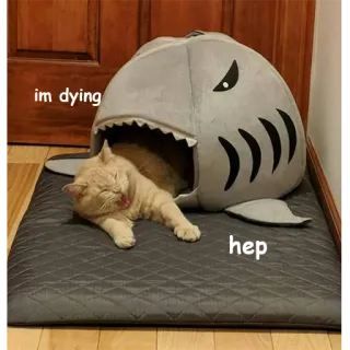 🚨 im dying
hep kot, rekin, zwierzę domowe, zwierzę, łóżko telegram sticker