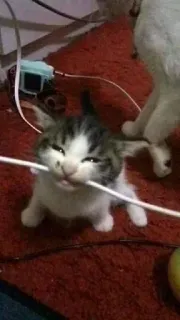😋 Katze, Kätzchen, Tier, Haustier, Kabel, süß telegram sticker
