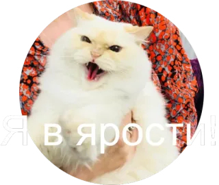 😡 Я в ярости! кот, злой, русский, мем, кошачий, домашнее животное whatsapp sticker