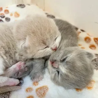 💘 Kätzchen, Katzen, schlafend, Tiere, süß, Haustiere telegram sticker