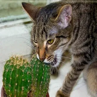 🐱 gato, cactus, animal, mascota, gracioso, ay, espinoso, planta telegram sticker