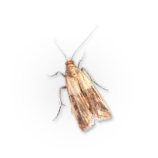 🦋 owad, ćma, brązowy, skrzydła, natura telegram sticker