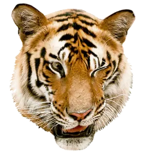 tigger telegram stickers