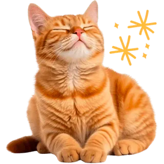 ☺️ gato, animal, animal de estimação, felino, gato laranja, fofo telegram sticker