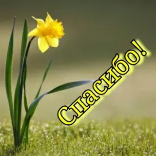 🔆 Спасибо! bunga, bakung, terima kasih, rasa syukur, musim semi, alam telegram sticker