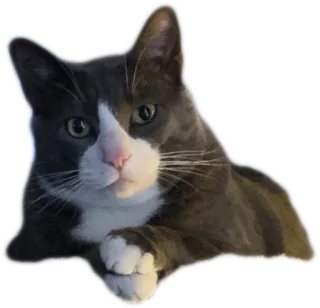 😑 cat, gray cat, white cat, pet, animal, domestic cat telegram sticker