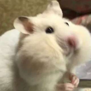 🥺 hamster, animal, fofo, roedor, animal de estimação, doméstico telegram sticker