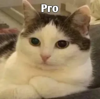👀 Pro gato, pro, meme, animal, gracioso, mascota whatsapp sticker