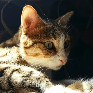 😻 gatto, animale domestico, animale, felino, gatto domestico, carino telegram sticker