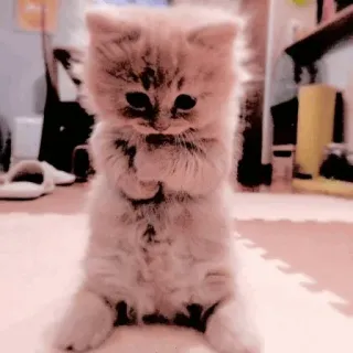 🥺 mèo, mèo con, dễ thương, động vật, thú cưng, đáng yêu telegram sticker
