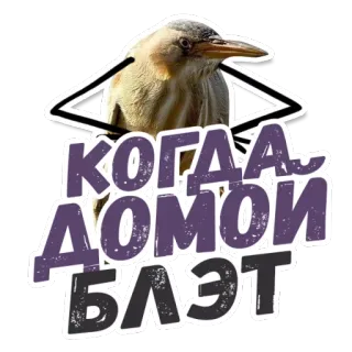 🤚 КОГДА ДОМОЙ БЛЭТ bird, russian, text, profanity whatsapp sticker