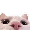 🐱