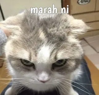 😾 marah ni кот, злой, мем, милый, животное whatsapp sticker