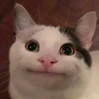 🐈 고양이, 동물, 밈, 귀여운, 애완 동물 telegram sticker