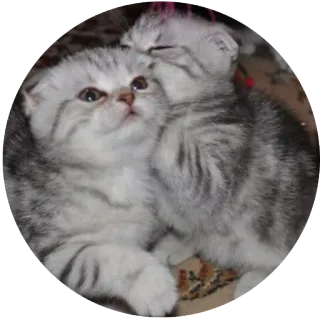 ❤ anak kucing, kucing, hewan peliharaan, binatang, imut, scottish fold telegram sticker