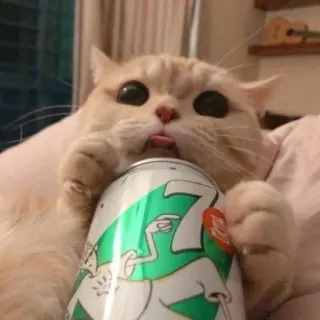 🪐 cat, animal, pet, cute, drink, soda, 7-up telegram sticker