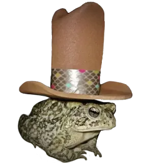❤️ rã, sapo, chapéu, chapéu de cowboy, animal, anfíbio, engraçado whatsapp sticker