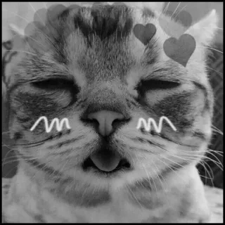 💮 gatto, cuori, carino, animale, animale domestico, adesivo telegram sticker
