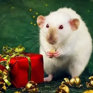 🐭 chuột, giáng sinh, quà, năm tý, động vật, gặm nhấm telegram sticker